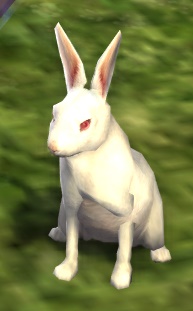 File:White Hare.jpg