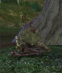 Old Root.jpg