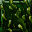 File:Weed 2 (quest)-icon.png