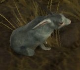 Image of Hare