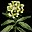 Wild Pipe-weed Field-icon.png