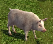 File:Happy Pig.jpg