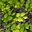 Beech Leaves Floor-icon.png