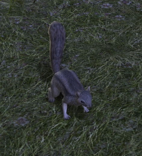 File:Light Grey Squirrel.jpg