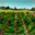 Pipeweed Farmland-icon.png