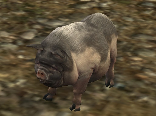 File:Spotted Pig.jpg