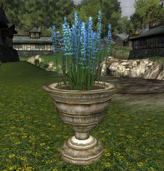 File:Potted Blue Hawfingers.jpg