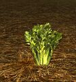 Homestead Growing Celery