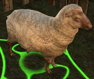 Image of Stolen Sheep