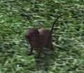 Thicket Mole-rat