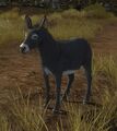 Wild Grey Donkey