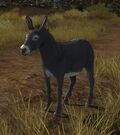 Wild Grey Donkey