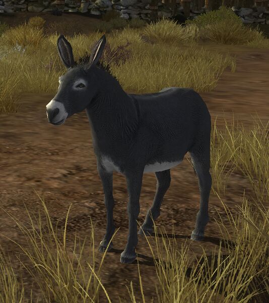 File:Wild Grey Donkey.jpg