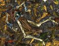 Thumbnail for version as of 12:56, 6 June 2025