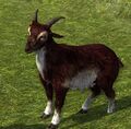 Burgundy Goat