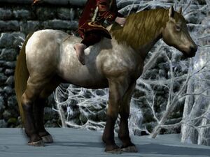 Dappled Coat: Liver Chestnut