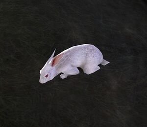 Image of Frightened Hare