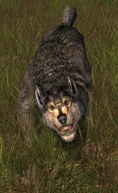 Warg Scrub Stalker Cardolan Lotro Wiki