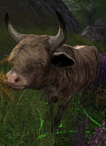 Image of Domesticated Dun Ox