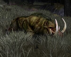 Image of Fighting Boar