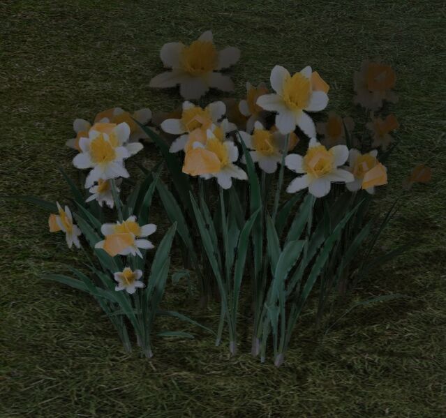 File:Daffodil Green Thumb.jpg