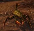Marsh Scorpion