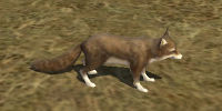 White-footed Fox.jpg