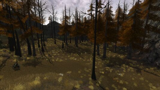 The woods between the main camp and the warg pens