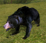 Black Bear