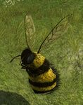 Big Bumblebee