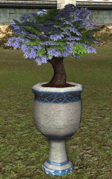 File:Small Seaside Jacaranda Planter.jpg