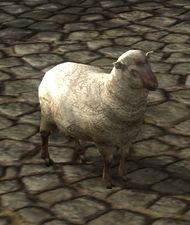 Tan Sheep