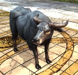 Water Buffalo Cow