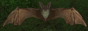Flittering Gloom-wing.jpg