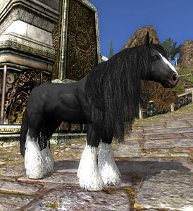 Black Draught Horse