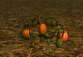 Homestead Growing Pumpkins