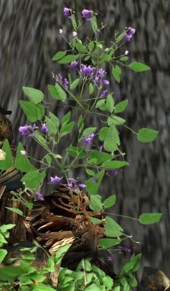 File:Amethyst Nightshade.jpg