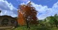 Autumnal Apple Tree