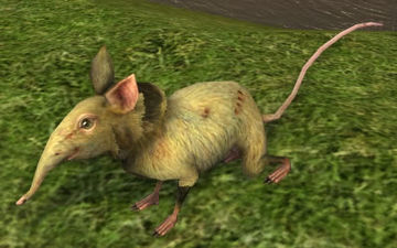 Plain Shrew