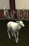 Majestic White Stag