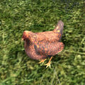 Orange Wyandotte Lawn Chicken