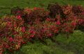 Red Flowering Hedge