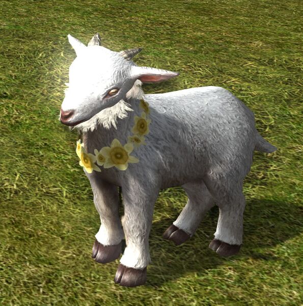 File:Daffodil Celebration Kid.jpg