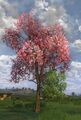 Flowering Spring Tree