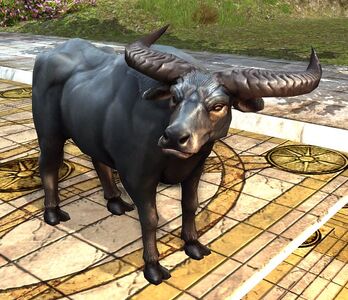 Water Buffalo Bull