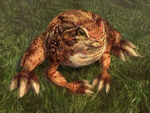 Wild Hill-toad.jpg