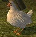 White Lawn Chicken