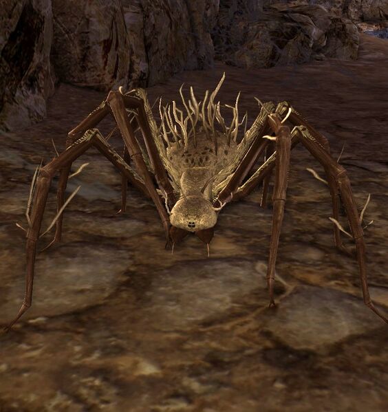 File:Kighân Hatchling.jpg