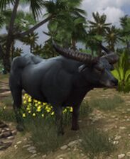 A buffalo of Haradwaith