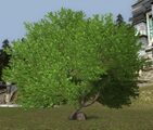 Terebinth Tree